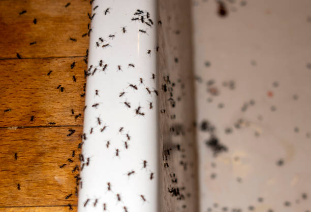 Wasp Removal Services in Savage, MN