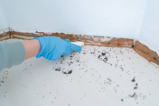 Best Termite Control Services  in Savage, MN
